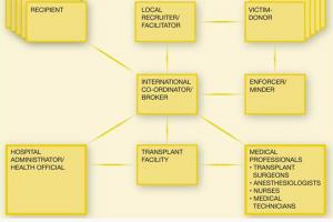 The many different actors involved in the transnational crime of trafficking in human beings for the purpose of organ removal (OSCE)