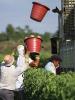 Tomato pickers in Immokalee, Florida, in December 2008. They work in the sun for 10-12 hours a day, getting paid an average of 45 cents per bucket, and sleeping in one-room cinderblock apartments or broken-down trailers. (Coalition of Immokalee Workers/Scott Robertson)